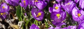 Crocus